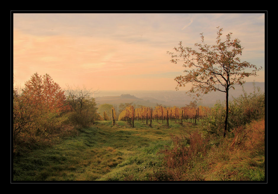 Pfälzer Morgenstimmung 1