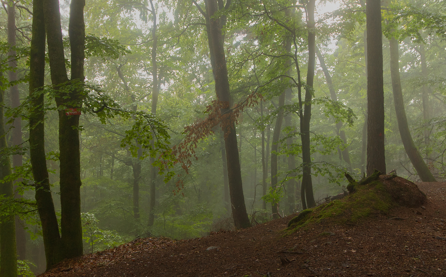 Pfälzer Nebelwald