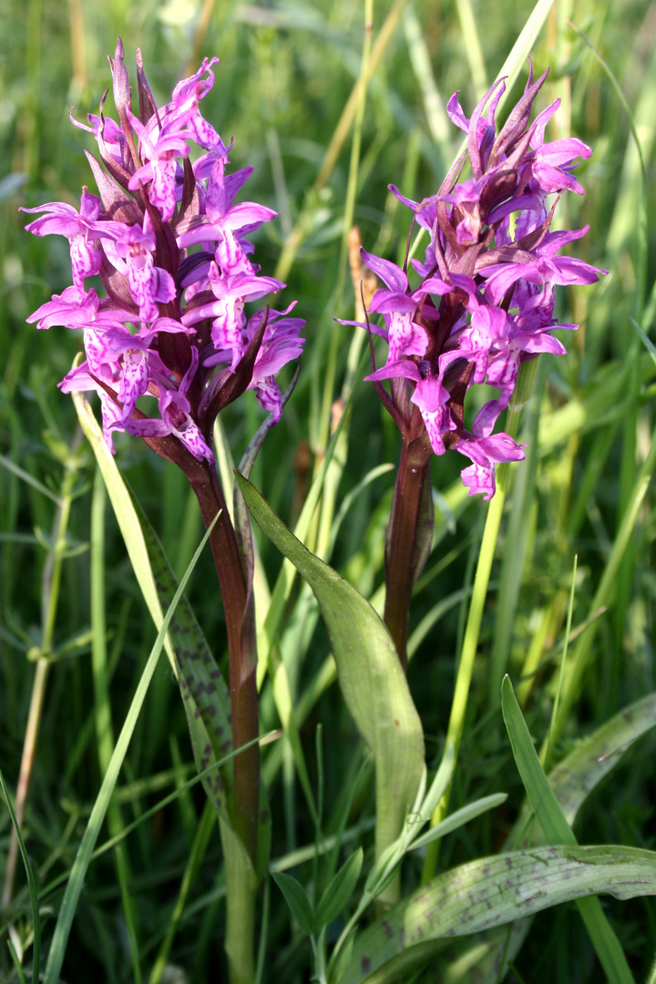 Pfälzer Orchideen