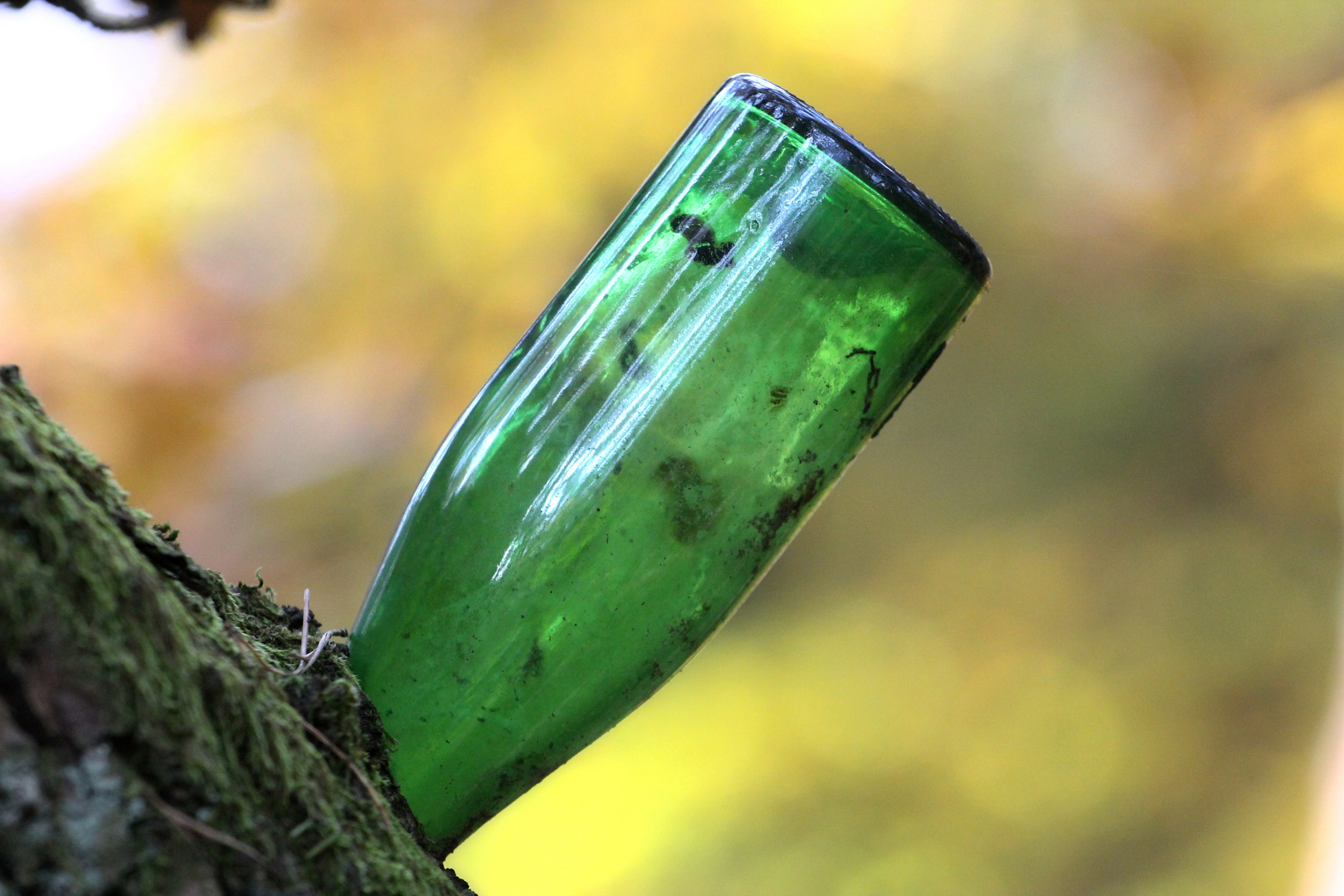 Pfälzer Rieslingbaum