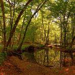 Pfälzer Urwald