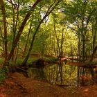 Pfälzer Urwald