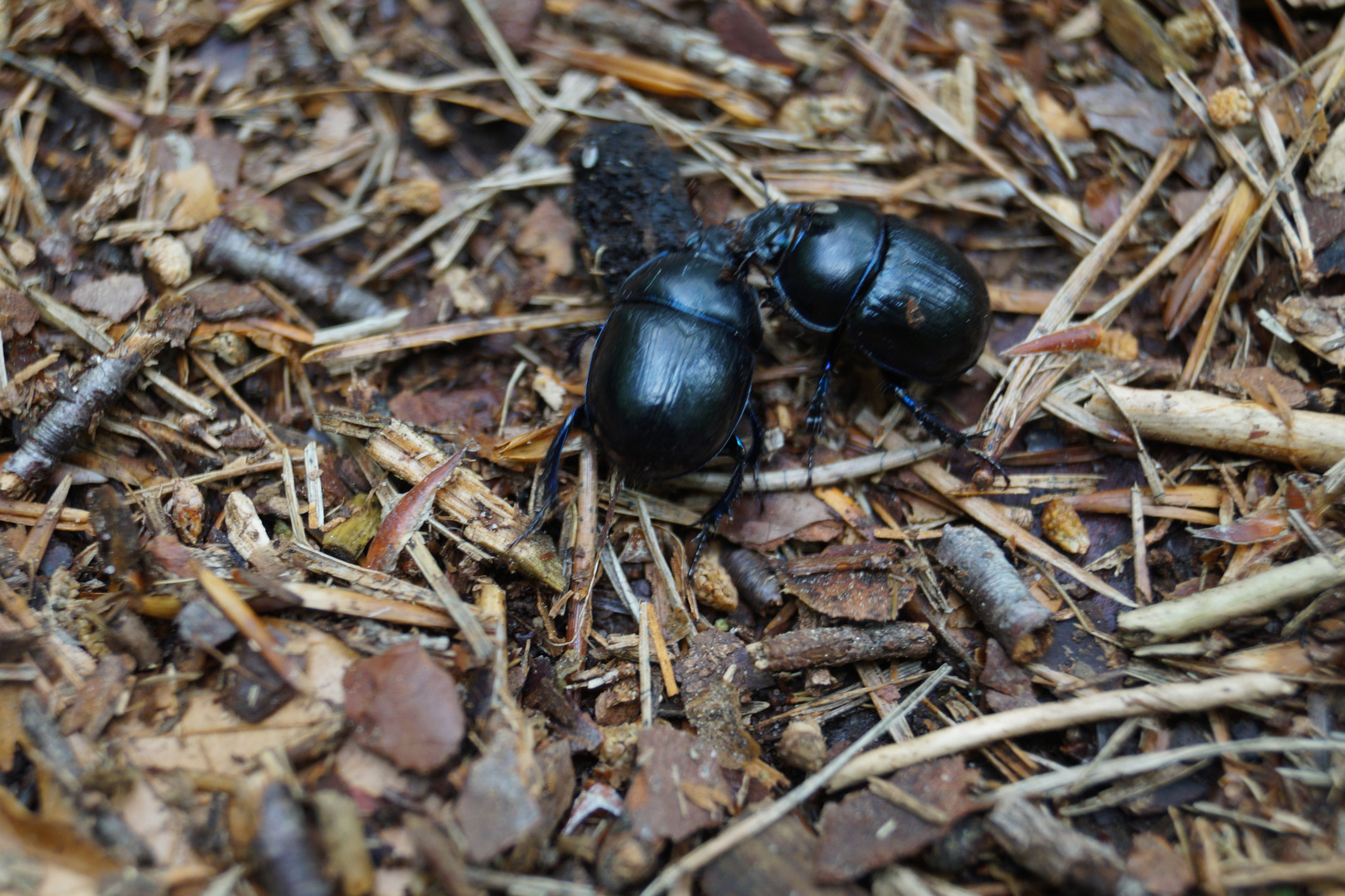 Pfälzer Wald