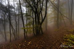 Pfälzer Wald 1 - Klingenmünster