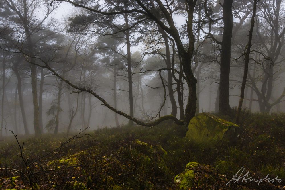 Pfälzer Wald 2 - Klingenmünster