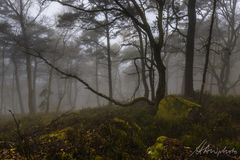 Pfälzer Wald 2 - Klingenmünster