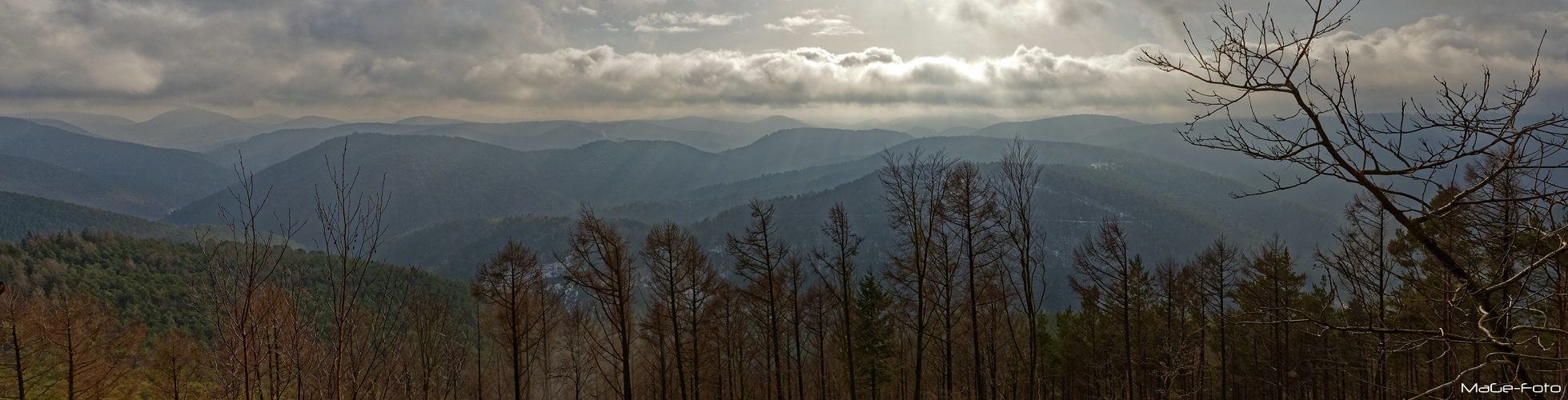 Pfälzer Wald