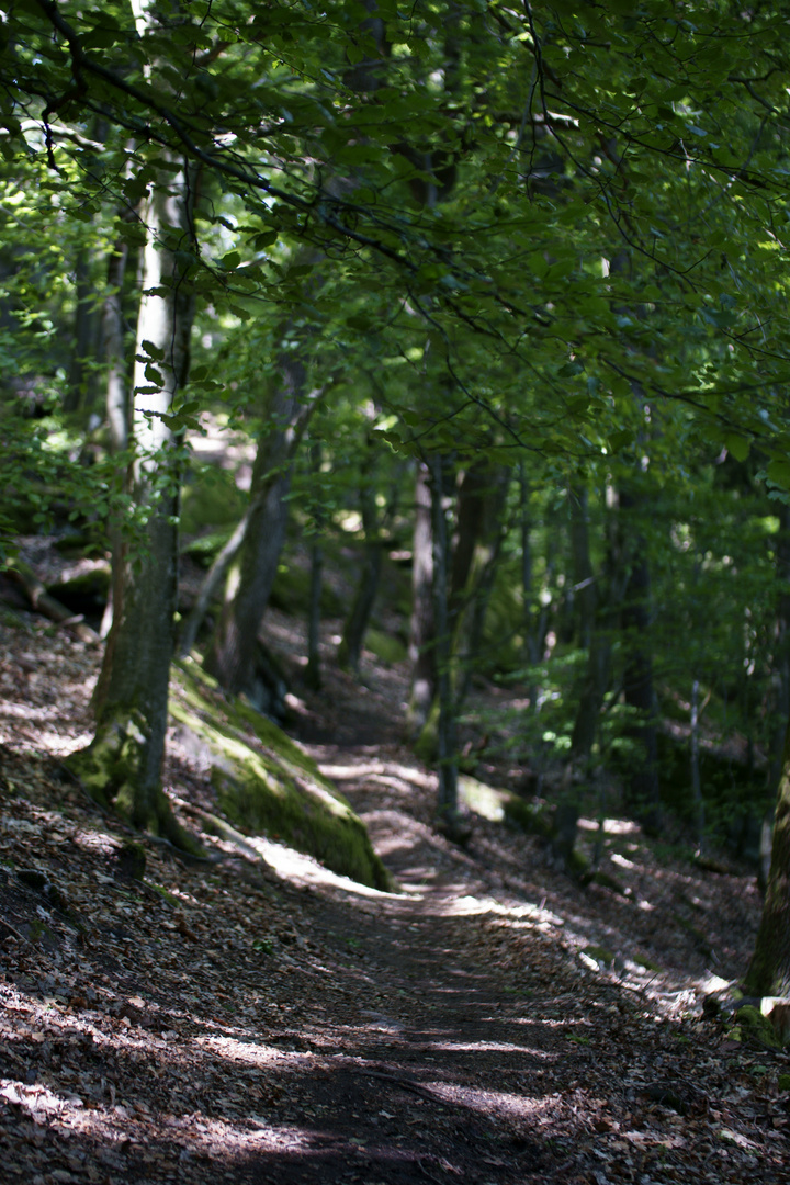 Pfälzer Wald 21.05.2018