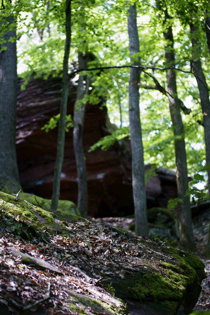 Pfälzer Wald 21.05.2018