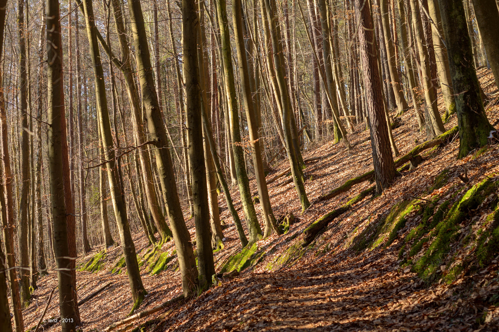 Pfälzer Wald ;)