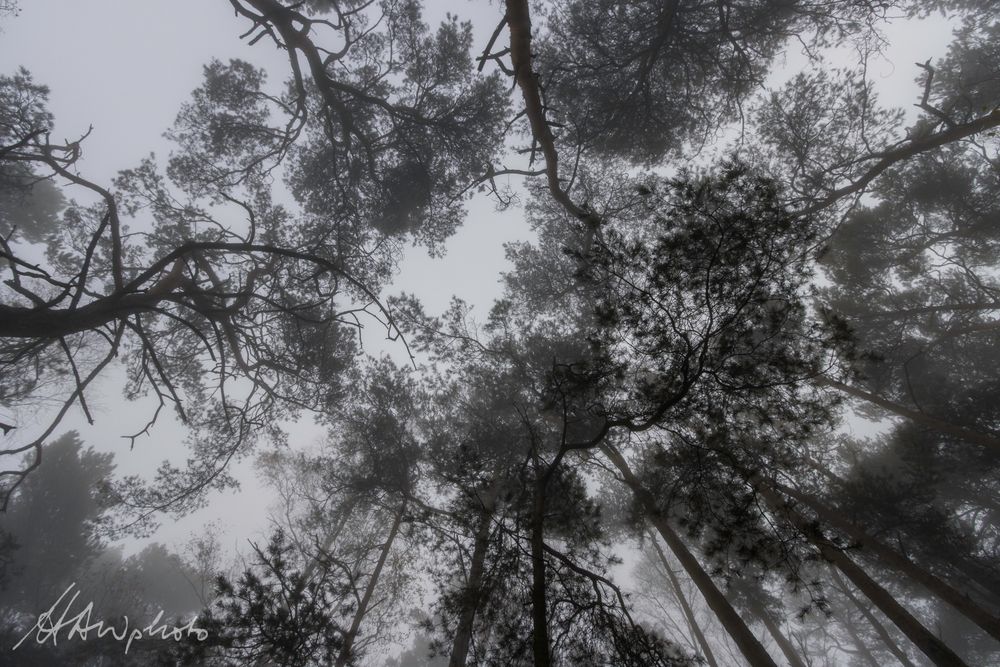 Pfälzer Wald 3 - Klingenmünster