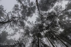 Pfälzer Wald 3 - Klingenmünster