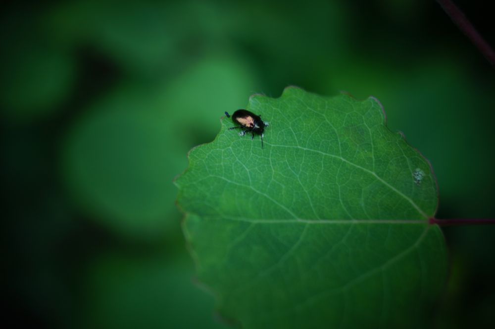 Pfälzer Wald