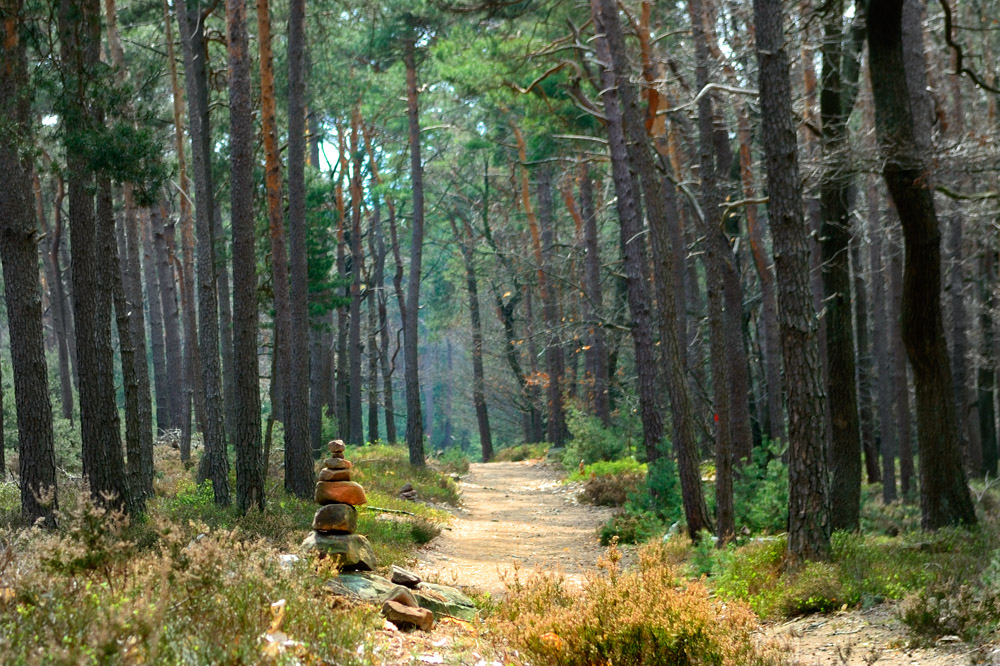 Pfälzer Wald