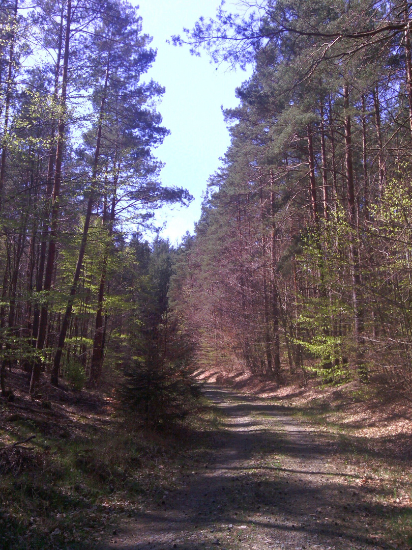 Pfälzer Wald