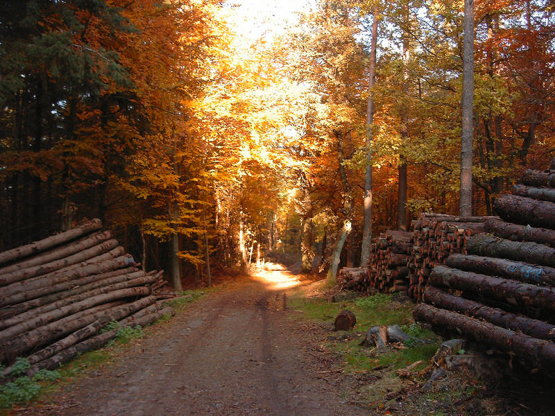 Pfälzer Wald