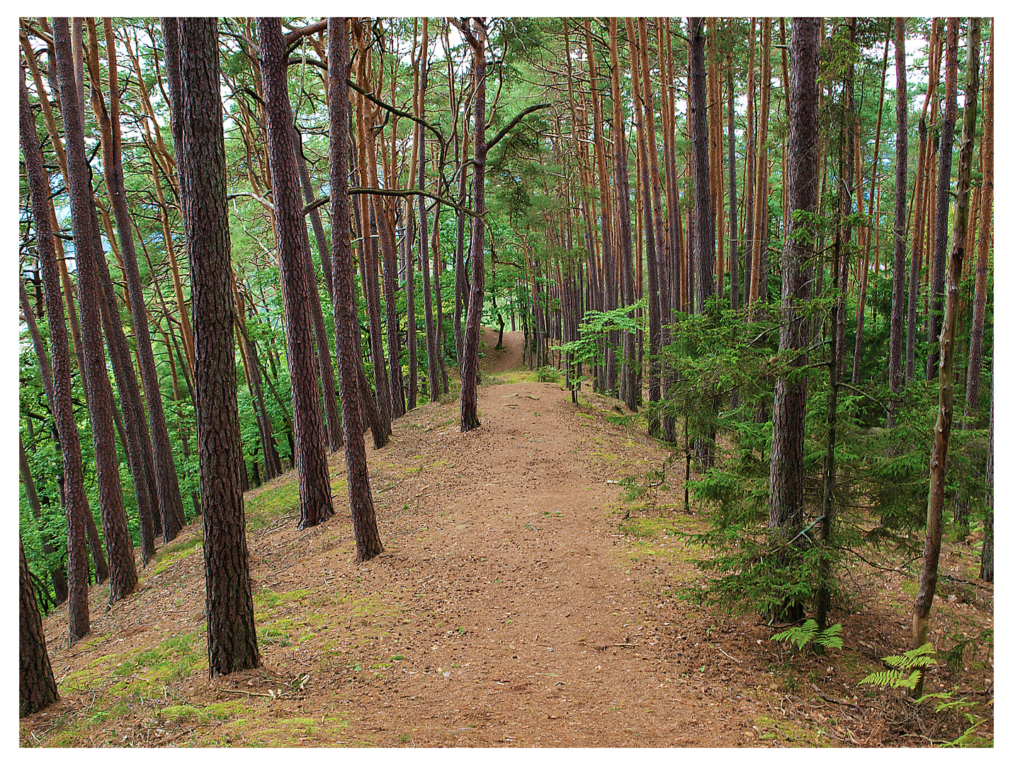 Pfälzer Wald