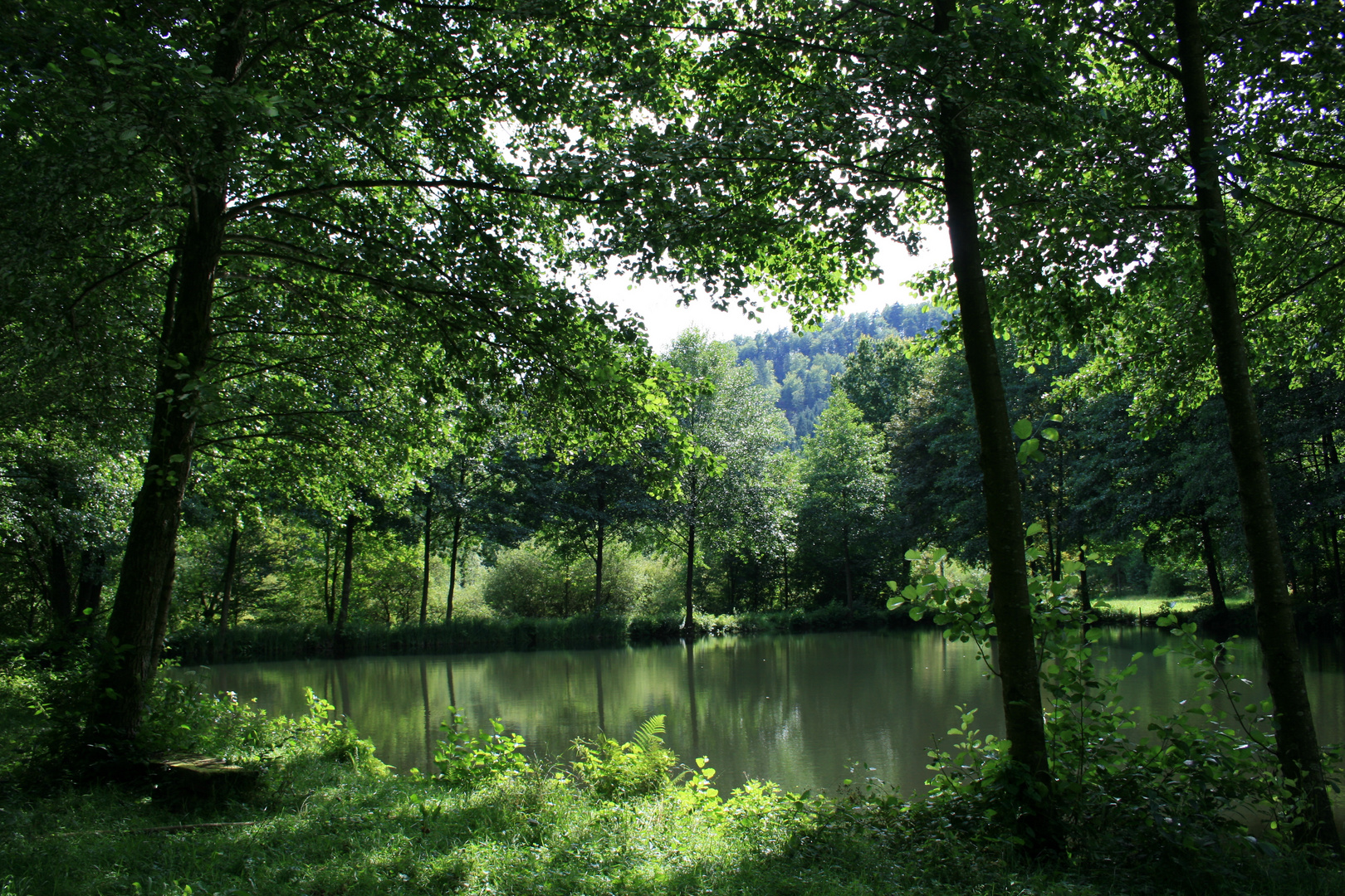 Pfälzer Wald Foto &amp; Bild | landschaft, wald, natur Bilder auf fotocommunity