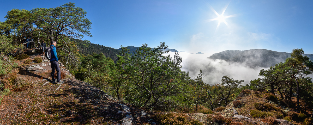 Pfälzer Wald