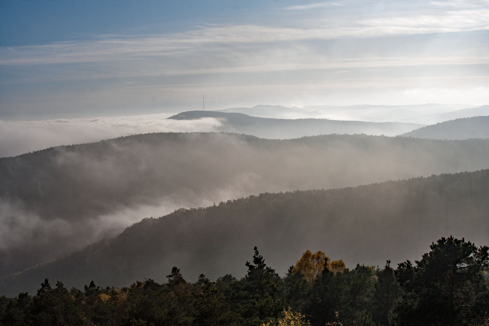 Pfälzer Wald