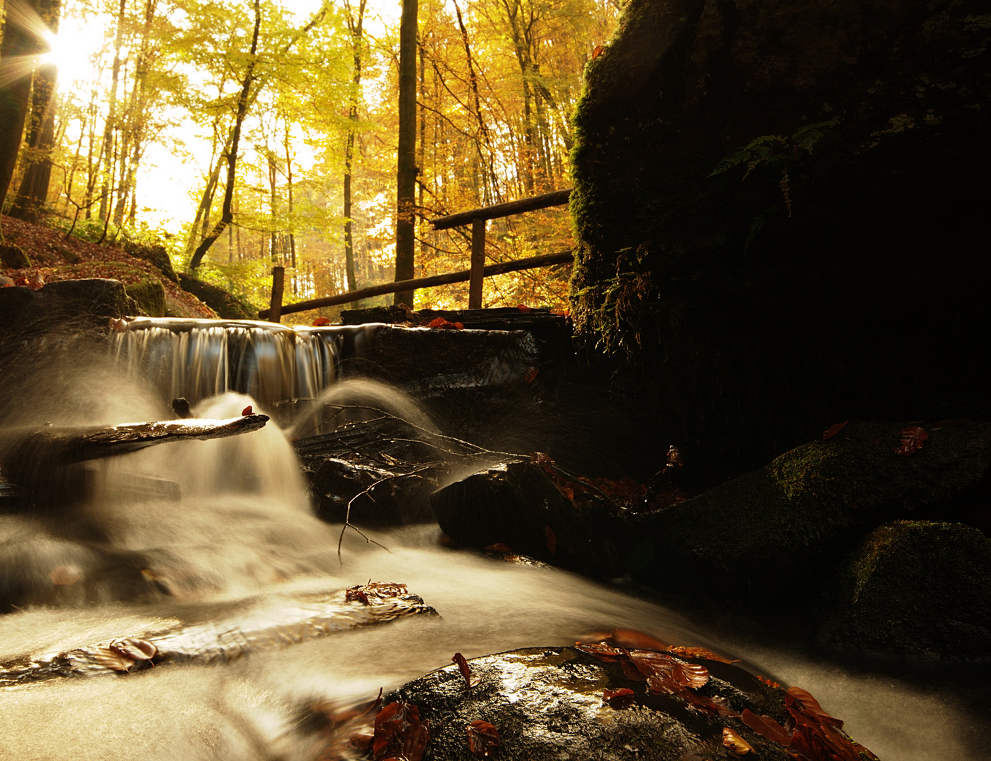 Pfälzer Wald