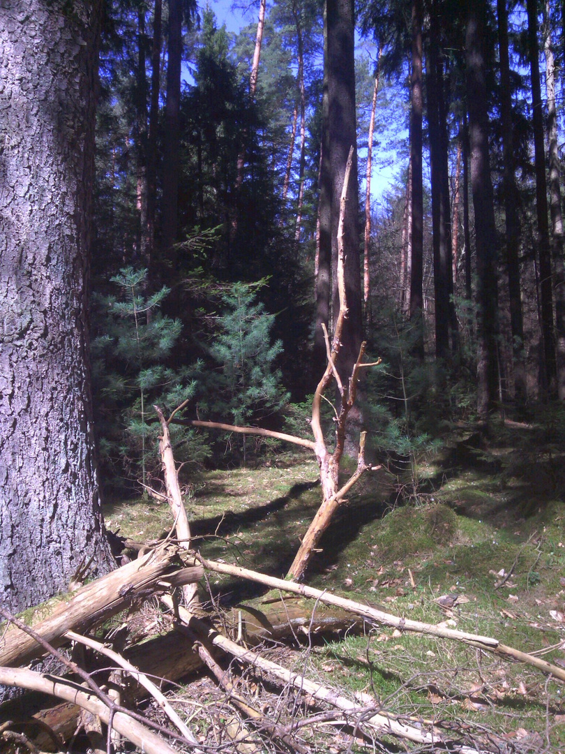 Pfälzer Wald