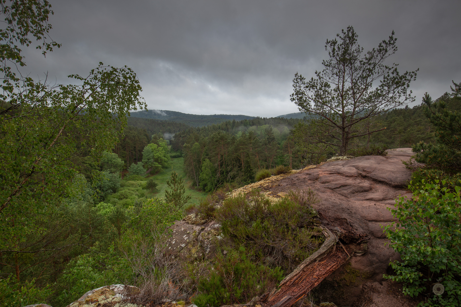 Pfälzer Wald II