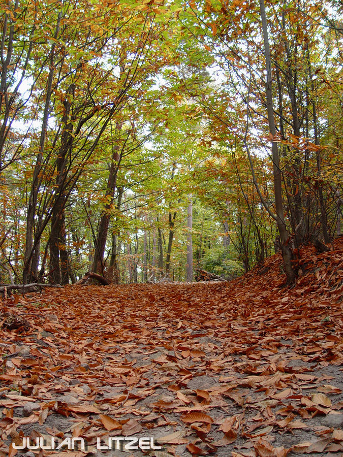 Pfälzer Wald im Herbst