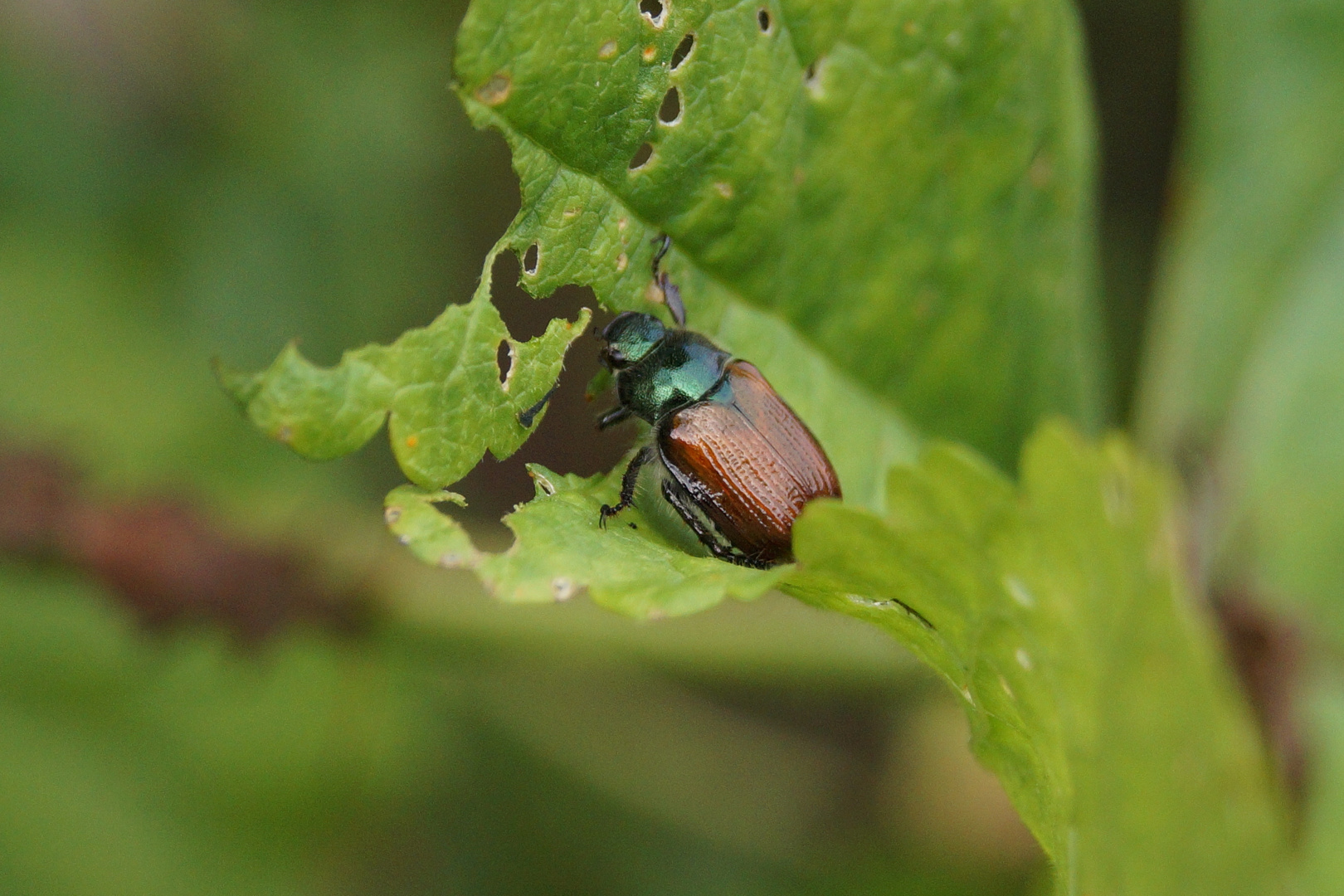 Pfälzer Wald Käfer