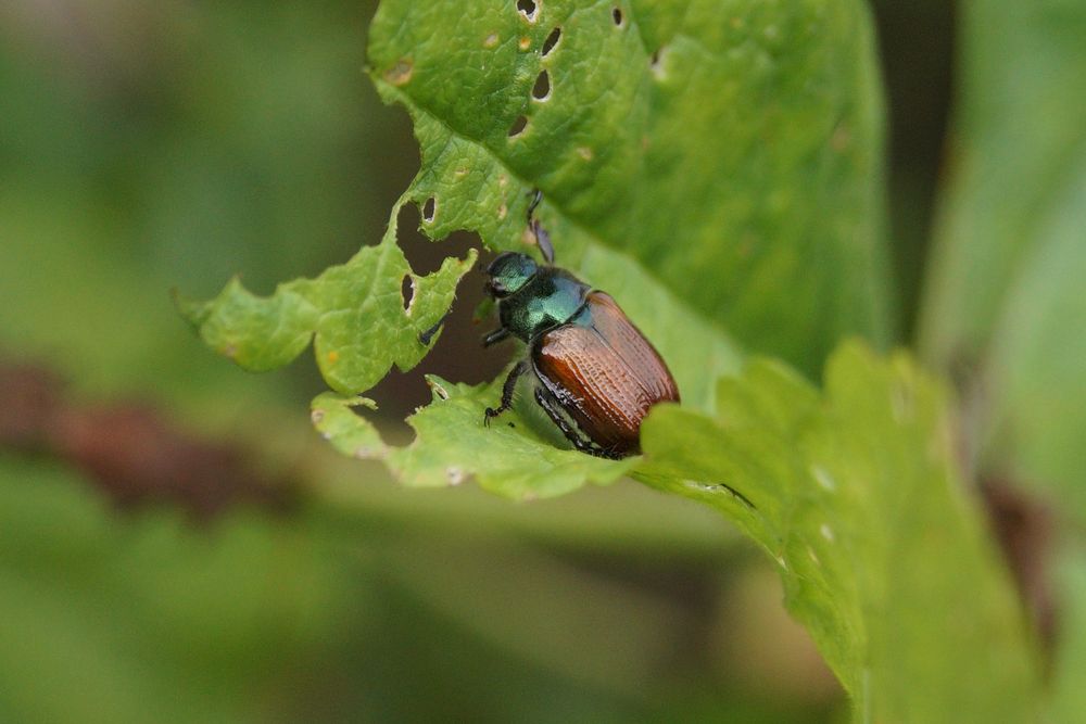 Pfälzer Wald Käfer Foto &amp; Bild | tiere, wildlife, insekten Bilder auf ...
