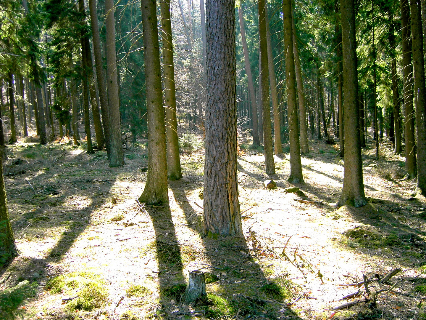 Pfälzer Wald, Rothenberg