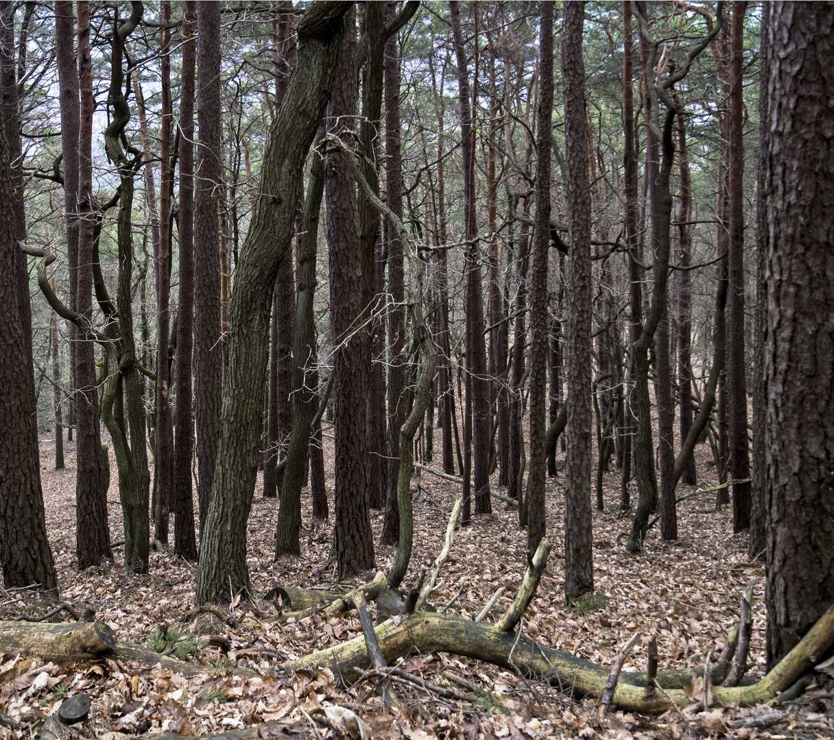 Pfälzer Wald von innen