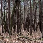 Pfälzer Wald von innen