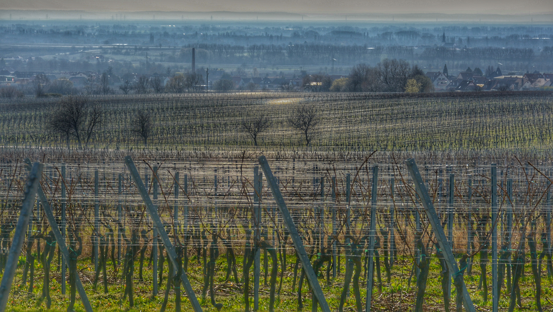 Pfälzer Wein