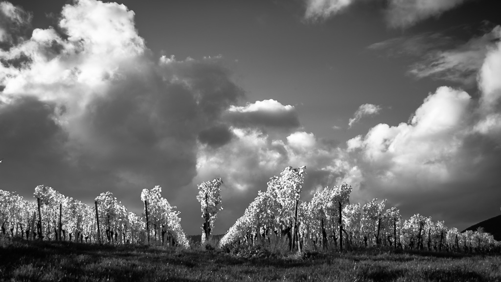 Pfälzer Weinberg im Herbst