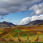 Pfälzer Weinberge im Herbst