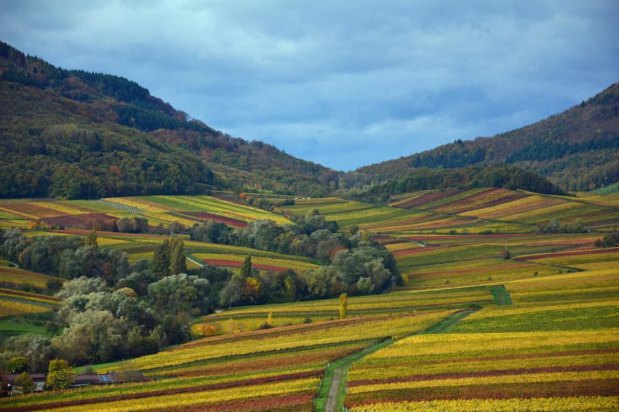 Pfälzer Weinberge im Herbst von der Kleinen Kalmit aus gesehen