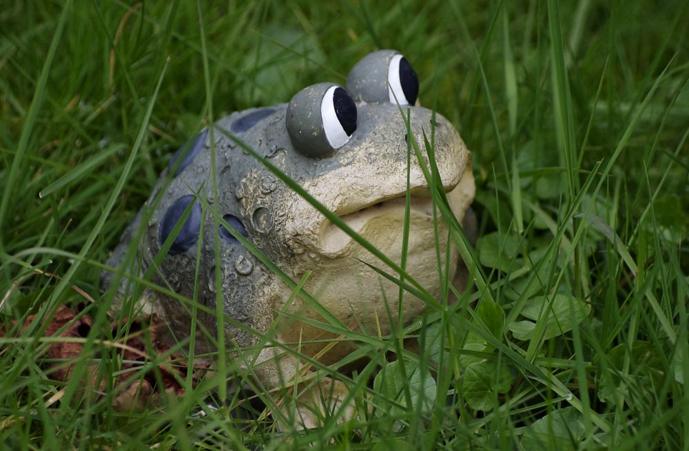 ...Pfälzervorgartengrasfrosch