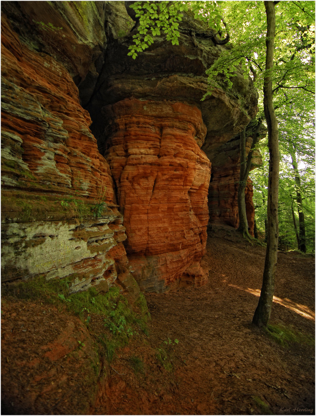 Pfälzerwald