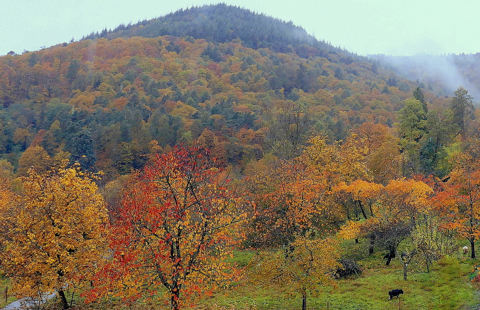 Pfälzerwald bei der Weinstraße