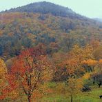 Pfälzerwald bei der Weinstraße