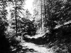 Pfälzerwald