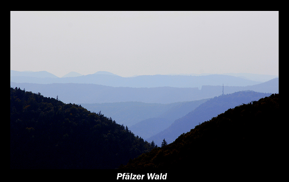 Pfälzerwald