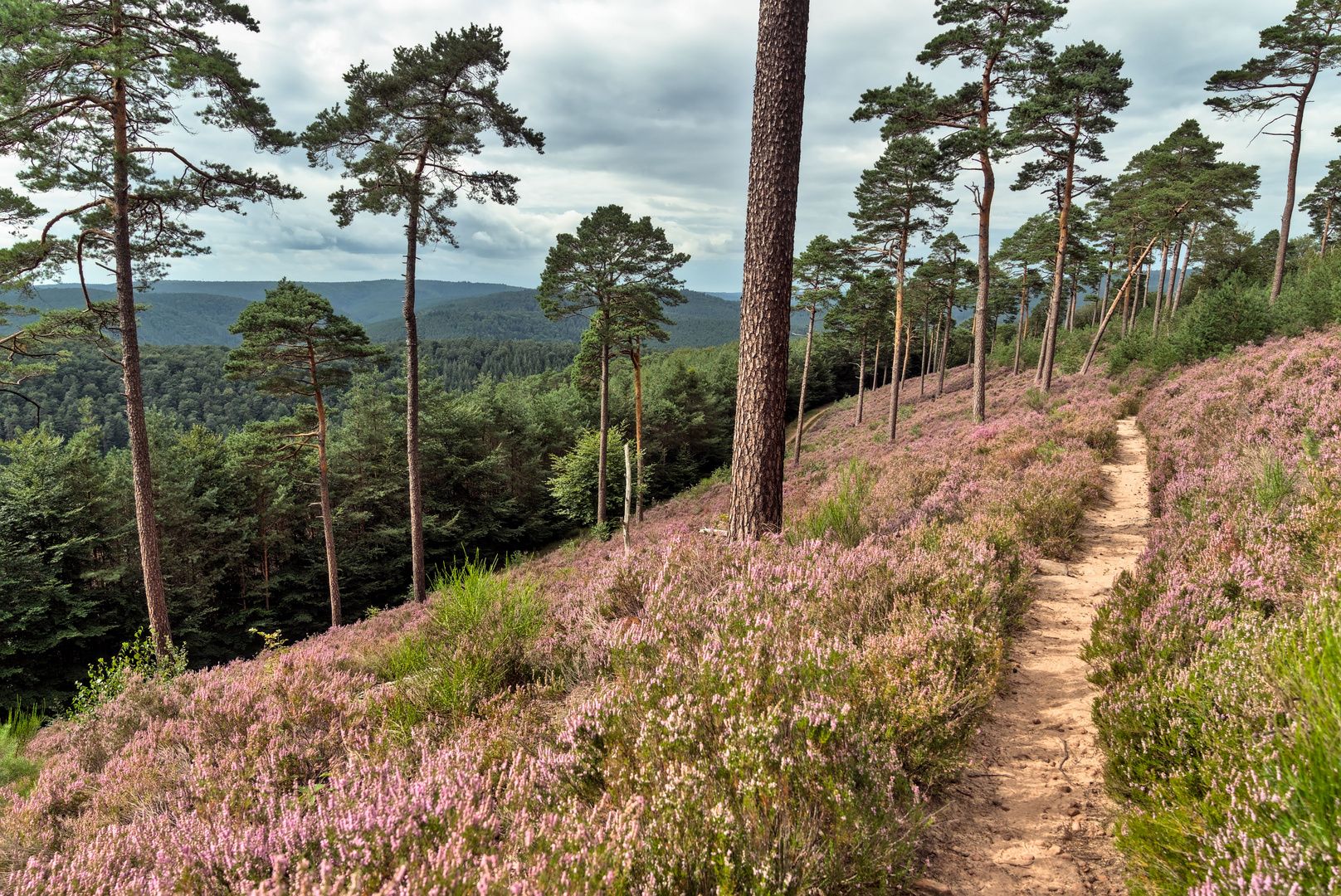 Pfälzerwald-Heide