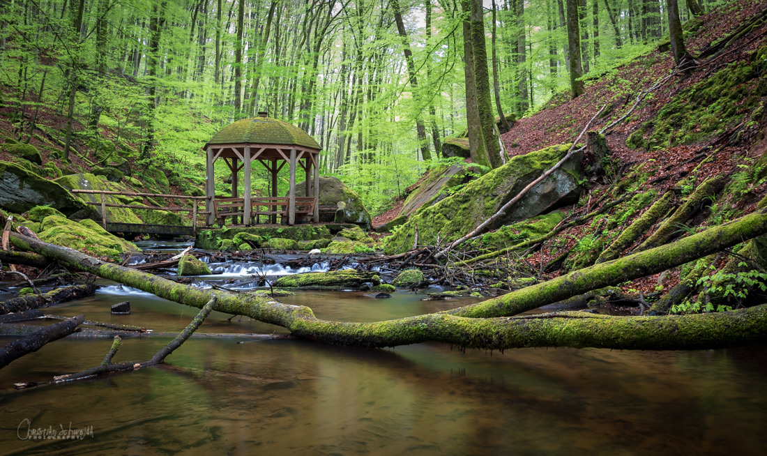 Pfälzerwald im Frühling