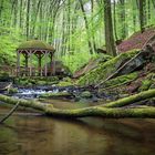 Pfälzerwald im Frühling