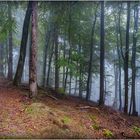 Pfälzerwaldweg von der Totenkopfhütte...