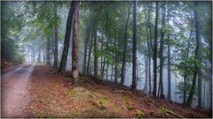 Pfälzerwaldweg von der Totenkopfhütte...