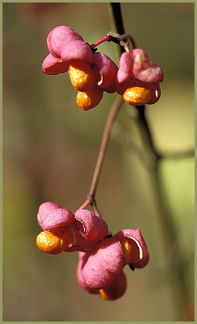 Pfaffen