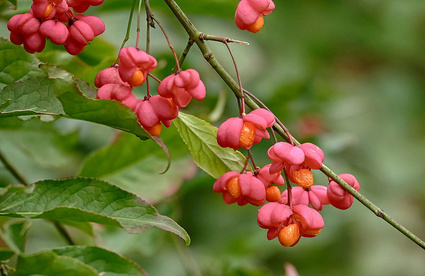 Pfaffenhütchen Foto & Bild natur, herbst, pflanzen Bilder auf